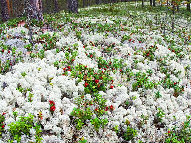 moss.jpg