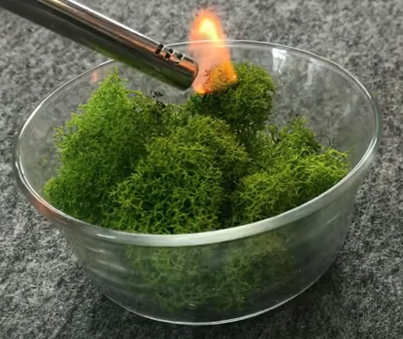 mosswall01.jpg